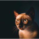 초록메디칼 이미지