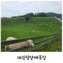 백두목장 | 강원도 평창 아이랑 가볼만한 곳 대관령 양떼목장 요금 먹이주기