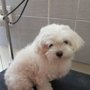 마루종합동물병원 이미지