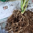 파라이소 이미지