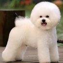 애완강아지 이미지