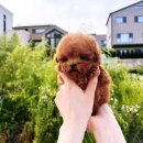 비비퍼피 강아지분양 일산점 이미지