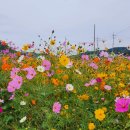 하동북천코스모스메밀꽃 영농조합법인 이미지