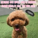 딩가댕댕
