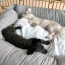 루이펫살롱 | •• 일상이야기 •• 친구집 놀러갔다왔어요~ (아마도 강아지 대잔치였던 일정)