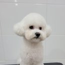 멍멍아 또 와 이미지