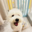 도그레스트 | 부천신중동점 애견유치원 케어 철저한 도그인포레스트 이용 후기