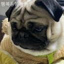 행복동물병원 네이버블로그