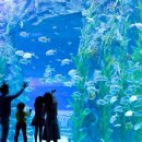 롯데월드아쿠아리움 이미지
