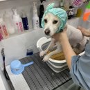 봉구랑 도도 이미지