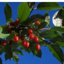 맛있는 보리수 열매의 효능 이미지