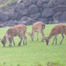 평안목장 이미지