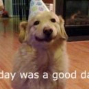 행복한개 이미지