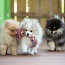 노세노세 이미지