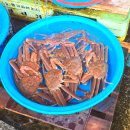 묵호항 자연산 수산물 판매시장 | 강원도여행추천 묵호항 활어판매센터 줄가자미 저렴하게 구매 및 맛있는 회 먹는 꿀팁