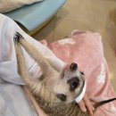 미어캣 | 건대 놀거리 이색데이트, 아쉬웠던 서울 미어캣카페 미어캣족장 후기