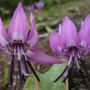 얼레지(Dog tooth violet) 이미지