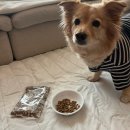 소프트큐브 | 동결건조사료 추천 [더프로젝트사료] 기호성 최고 소프트사료 반려견 후기