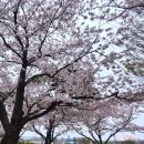 낙동강변로6-11 | 부산 삼락생태공원 벚꽃 명소, 낙동강정원 벚꽃 축제 낙동제방 벚꽃길 꽃구경 벚꽃 개화