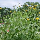 뚝섬한강공원-29 이미지