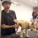 본애견미용실 이미지