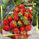 신안유치원 | 전남체험농장, 신안 달성팜 딸기체험 후기, 딸기케이크 만들기체험
