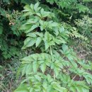 안동오리 이미지