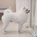 귀여븐댕 이미지