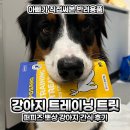 간식당 | 퍼피즈 뽀상 트레이닝 트릿 강형욱 훈련사 강아지 간식 후기