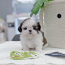 안산강아지책임분양 안산애견분양샵 [ 말티푸 미니비숑 시츄 말티즈 말티폼 몰키 포메라니안 실버푸들 슈나우저 푸숑 차우차우 셔틀랜드쉽독 이미지