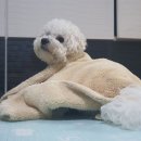 멍굴멍굴 이미지