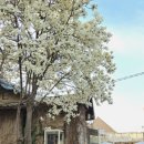카페목련 - 공주시 가락골길 150 | 카페목련