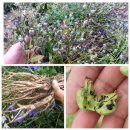 신품종 슈퍼도라지 - 씨앗 채취 시기 이미지