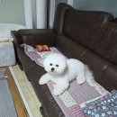 몽언니애견미용실 | 대구 남구 대명동 애견미용실 댕댕조각사 비숑미용
