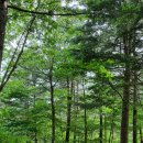 덕유산자연휴양림 이미지