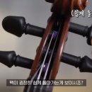 신세계바이올린