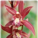 꽃보다 보세 이미지