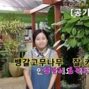 뱅갈고무나무 키우기 물주기 가지치기 삽목 공기정화식물 추천하는 이유 이미지