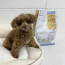 별이와콩이 | 강아지 기능성사료 후코051soft 소프트 알러지사료 후기