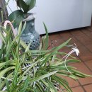 소엽풍란이 늦둥이를 ㅎ 이미지