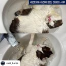 복막염 걸린 자기 고양이 후원금 받고 돌보는 척하고 학대하던 서울대 출신의 대기업 다니는 펫플루언서 (텀블벅에서 에세이집도 냄) 이미지