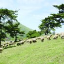 유일목장 이미지