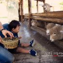 맘마목장 이미지