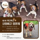 비글