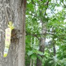 한북정맥 고양 문봉동재~고봉산~황금산~경의로~와석교차로~파주365치과~장명산~공릉천교하체육공원 종주 이미지