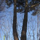 가평청평청평-1 이미지