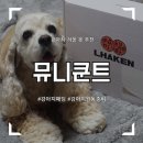 강아지 겨울 옷 추천, 월동준비 " 뮤니쿤트 써멀업패딩 " 과 함께해요!
