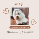 개바드림 이미지