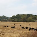 시골흑염소 이미지