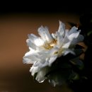 새고향공원 이미지